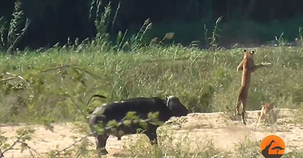 Un búfalo defiende a un lagarto del ataque de los leones de la más inesperada forma