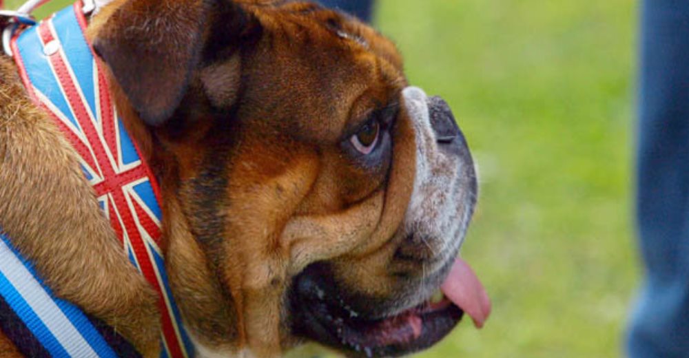 El bulldog se enfrenta a un peligro inminente y podría desaparecer debido a un capricho humano