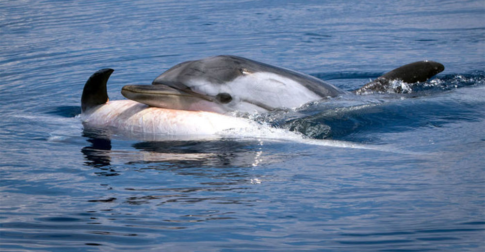 Los delfines también pueden sentir dolor y así lloran la muerte de sus seres queridos