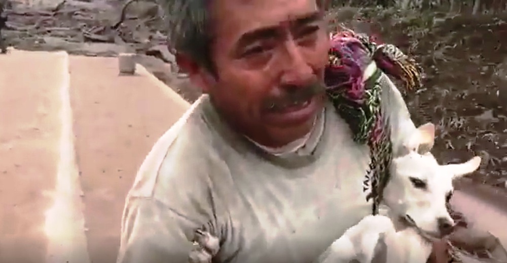 Una víctima de la erupción de un volcán puso el bienestar de su perro por encima de todo