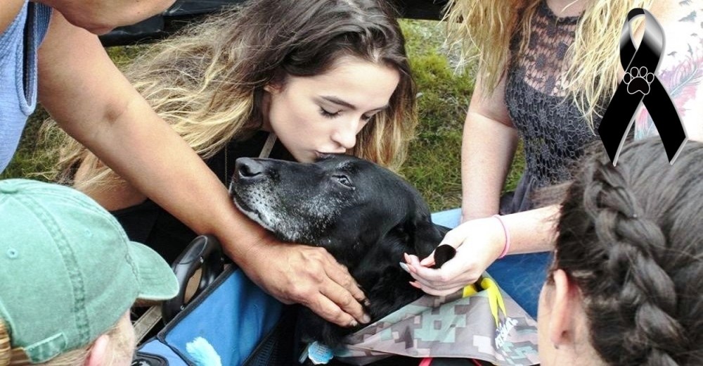 ¿Sabrías afrontar el doloroso duelo tras la pérdida de tu mascota? Te dejamos algunos consejos