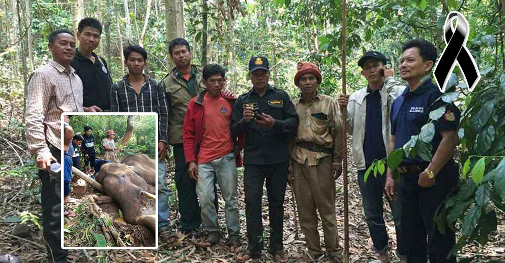 Un elefante muere de hambre porque su «dueño» se negó a alimentarlo como castigo