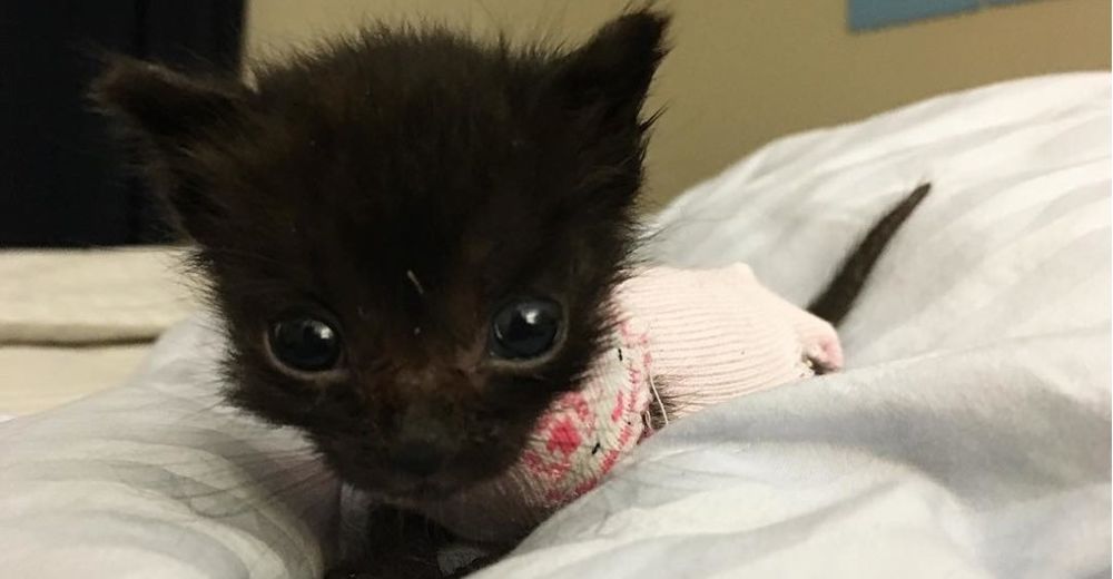 Pensaron que no sobreviviría, pero esta gatita de extrañas proporciones les dio la mayor lección