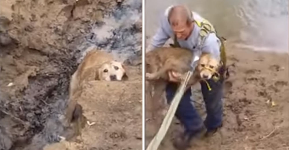 Una perrita gime en señal de ayuda tras varios días enterrada en el lodo