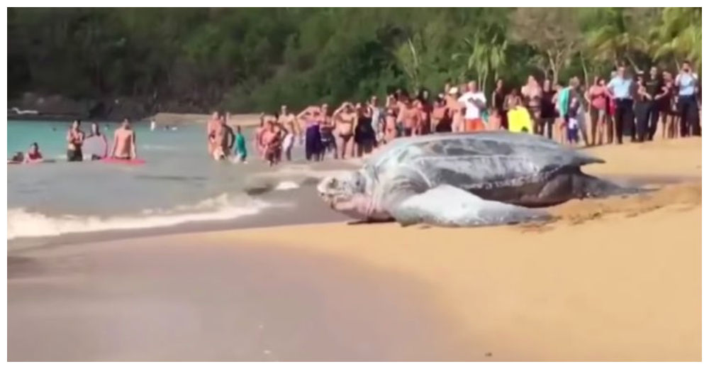 Graban el momento en que una tortuga gigantesca sorprende a turistas en México – INCREÍBLE