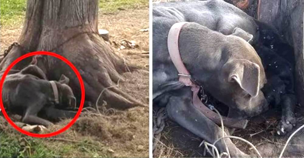 Encuentran a esta perrita encadenada a un árbol para morir, pero les da una gran lección de amor