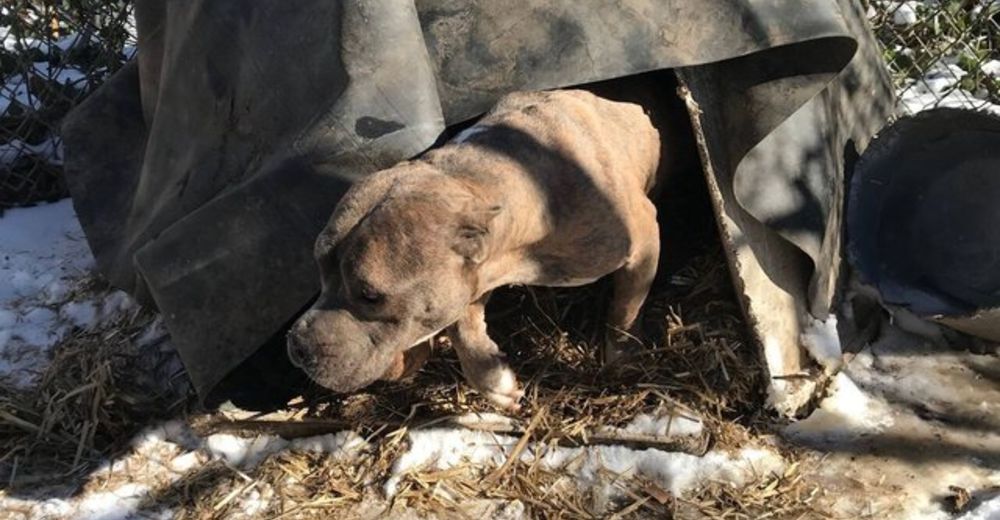 Sufrió los peores maltratos viviendo debajo de una lona, pero jamás perdió la esperanza