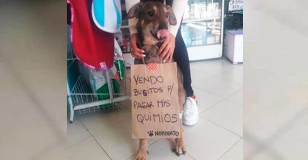 Este perrito «trabaja» exhaustivamente para costear su tratamiento contra el cáncer