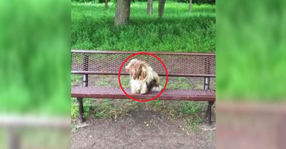 Un hombre ve una alfombra vieja en la banca de un parque y al acercarse nota que tiene vida