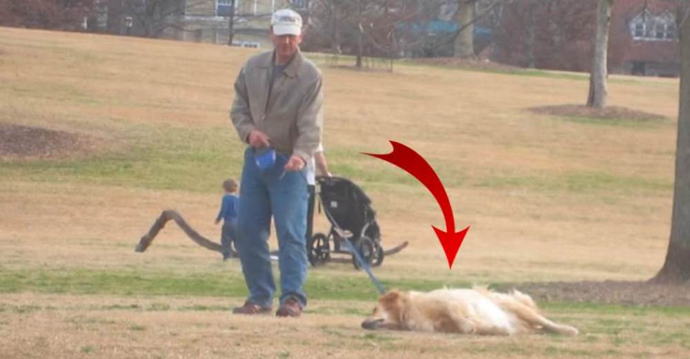 Un tierno perrito muestra sus dones de actuación haciéndose el muerto para no irse del parque