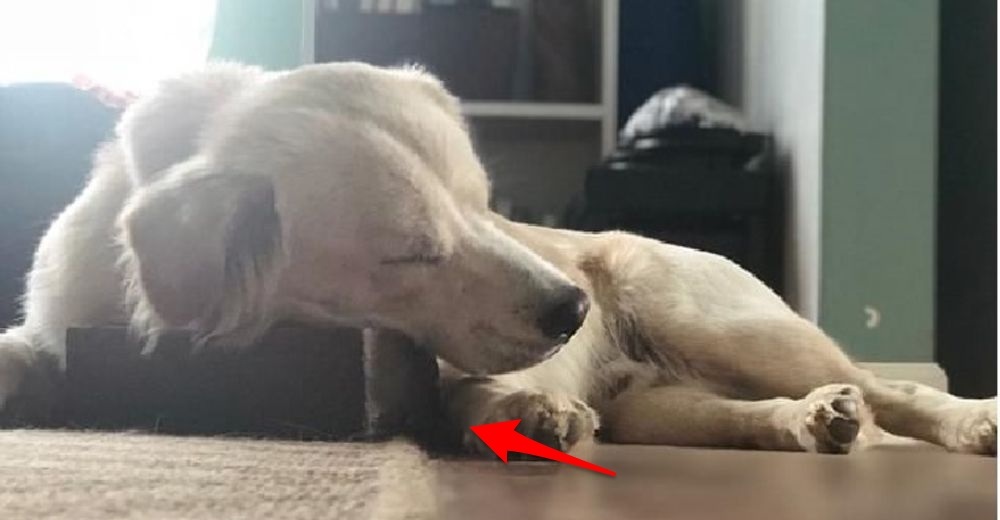 Una mujer comparte la particular amistad de su perro con un ladrillo y se vuelve viral