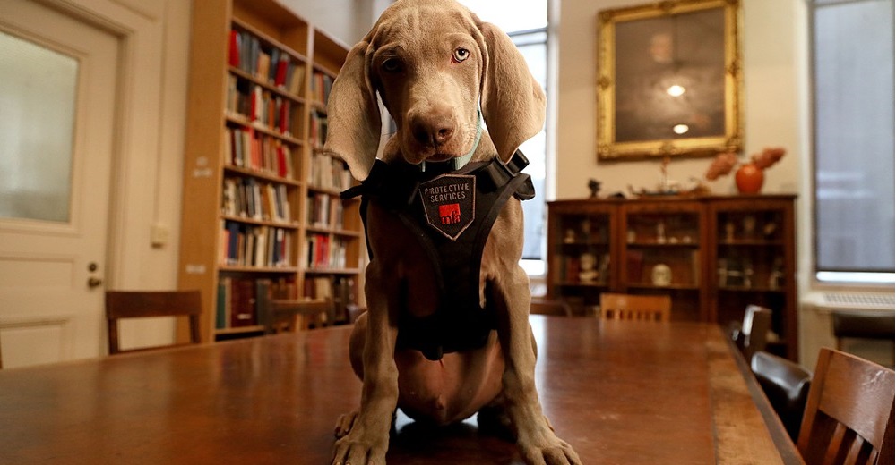 Contratan al primer perro que tendrá una importante misión en un museo… Y apenas es un bebé