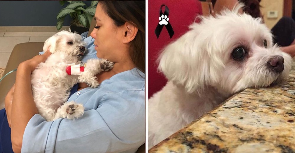 El perrito de Eva Longoria muere en sus brazos días antes de que la actriz diera a luz