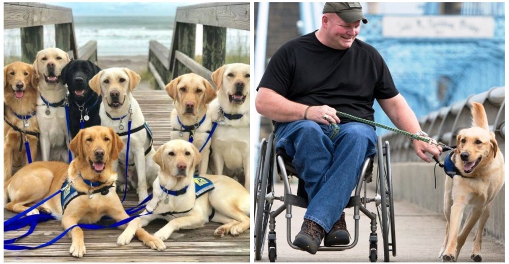 Estos perros guía jamás imaginaron tener el viaje de sus sueños como premio a su gran trabajo