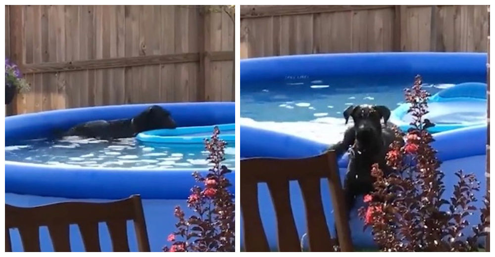 Tras entrar en la piscina sin el permiso de su dueño, disimula su travesura con elegancia