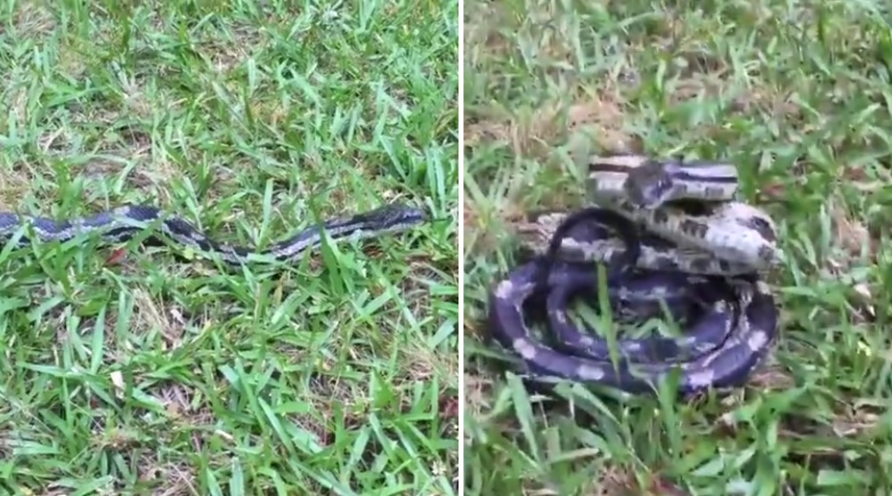 Esta es la razón por la que nunca debes agarrar a una serpiente por la cola