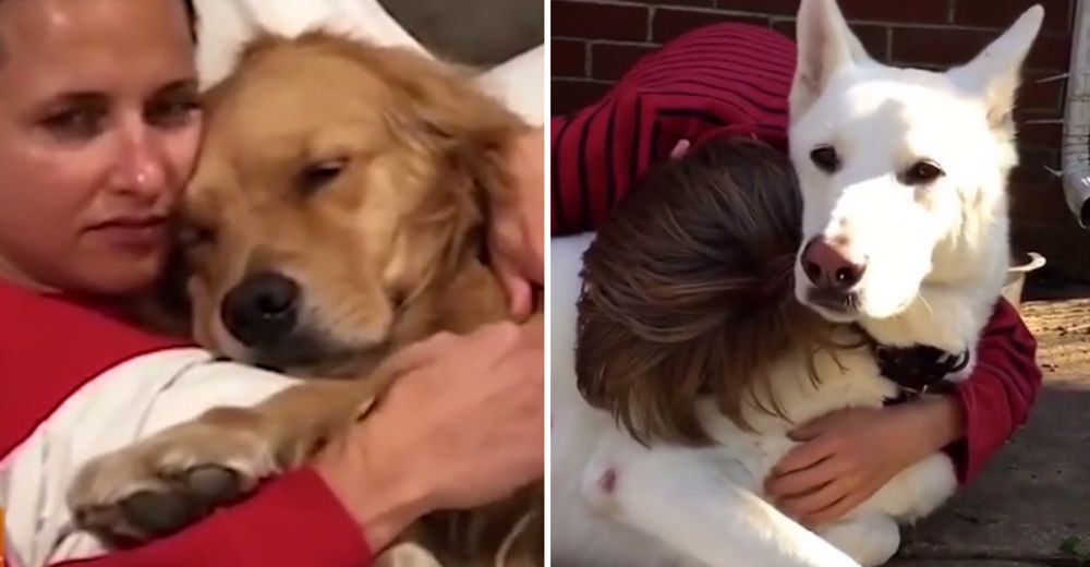 Las reacciones más emotivas de mascotas al reencontrarse con sus humanos tras varios meses