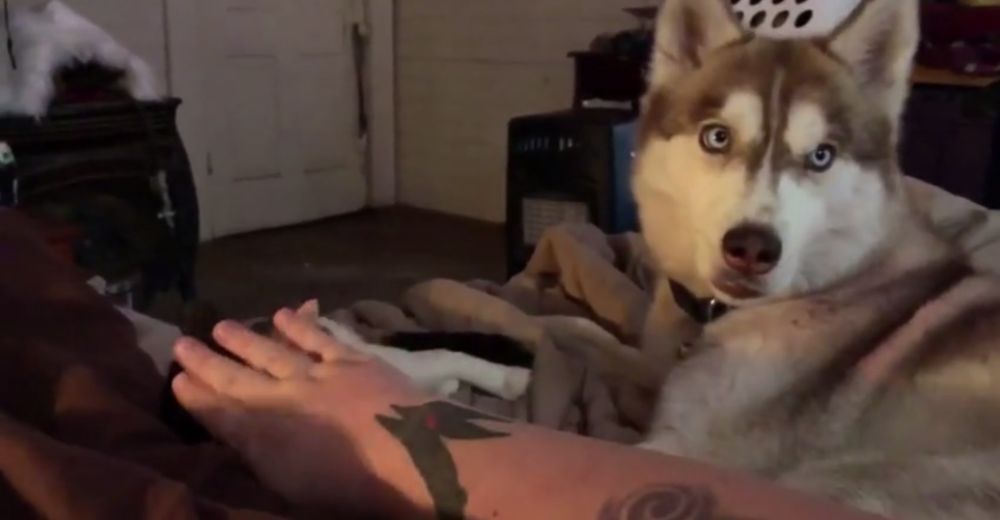 Este husky no permite que el gato tenga más atención que él… Hasta que recibe lo que merece