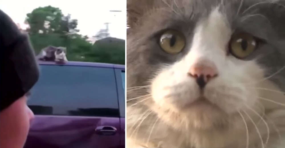 La aterradora escena de un gato sobre un auto en movimiento a 100 km/h tiene un final feliz