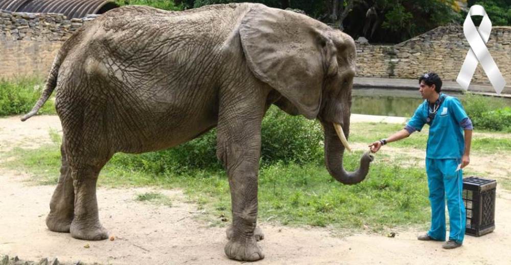 La dolorosa realidad detrás de la muerte de la elefanta Ruperta, el incono de un zoo venezolano