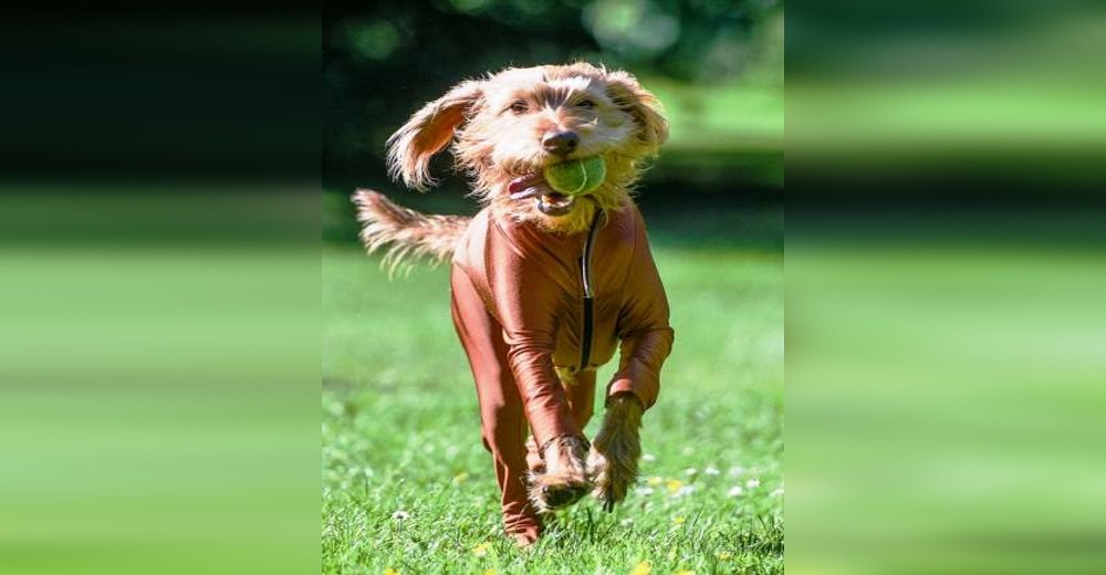 Los paseos para este perro eran una auténtica tortura, hasta que consiguieron la mejor solución