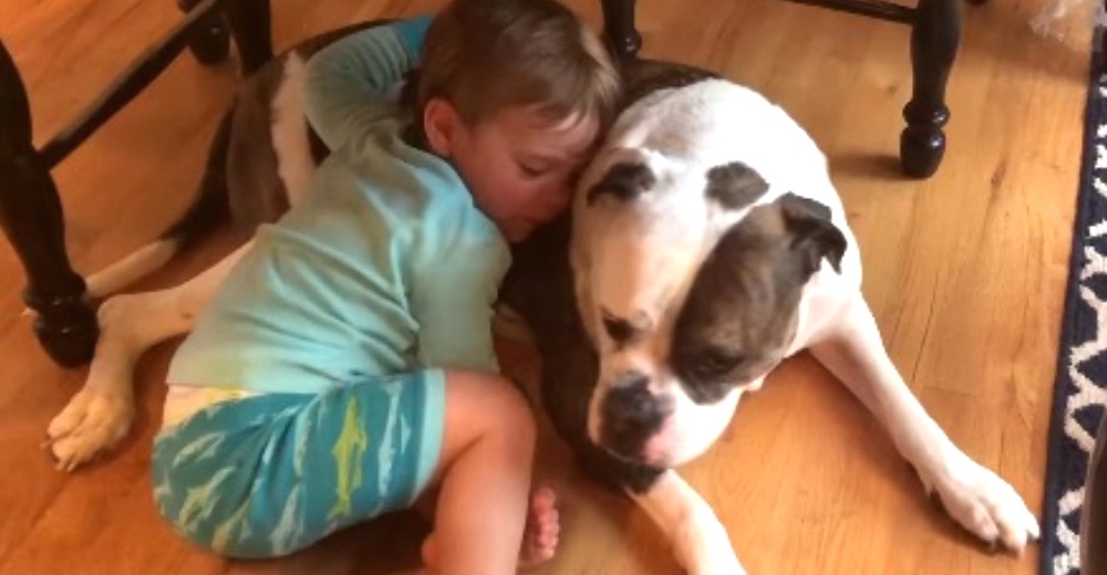 Un niño de 2 años consuela a su bulldog asustado por una tormenta con el más tierno gesto