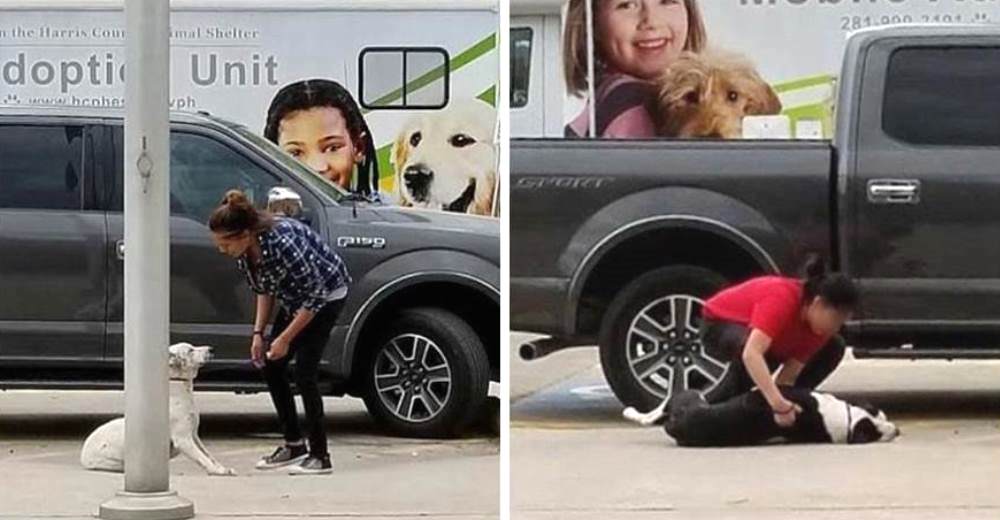 Dos perros se niegan a moverse mientras sus dueñas se ríen al tirarlos como basura en un refugio