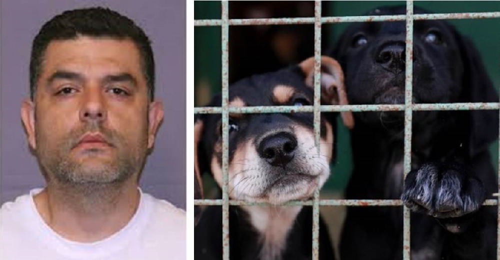 Finalmente se hace justicia con el veterinario que escondía bolsas de heroína en cachorros