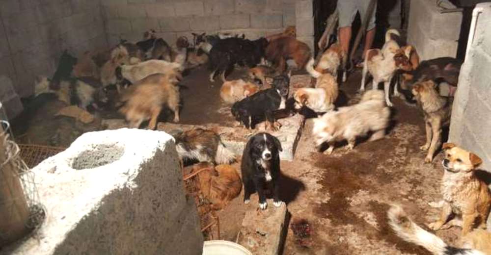 Más de 130 perritos son salvados de una muerte segura en el festival más abominable del mundo