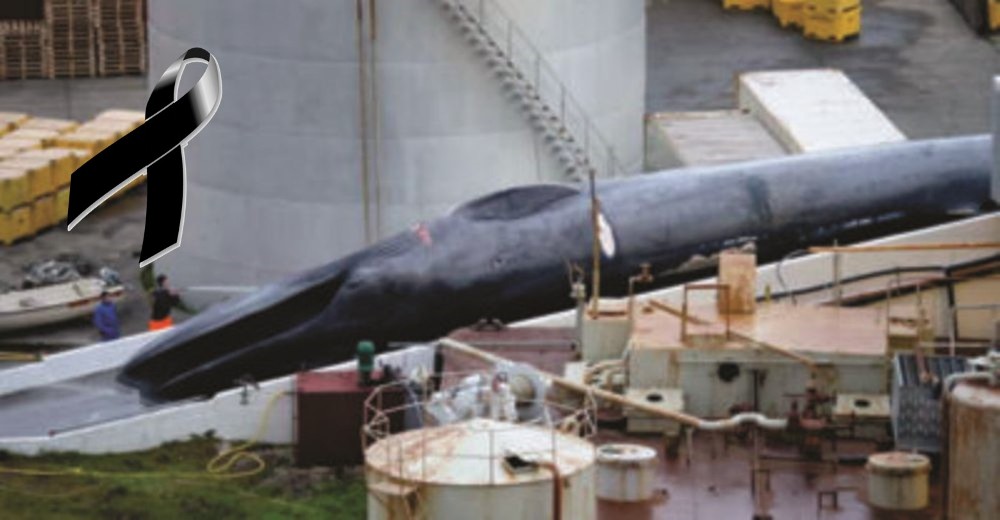 Una ballena extremadamente rara es asesinada impunemente por una empresa de Islandia