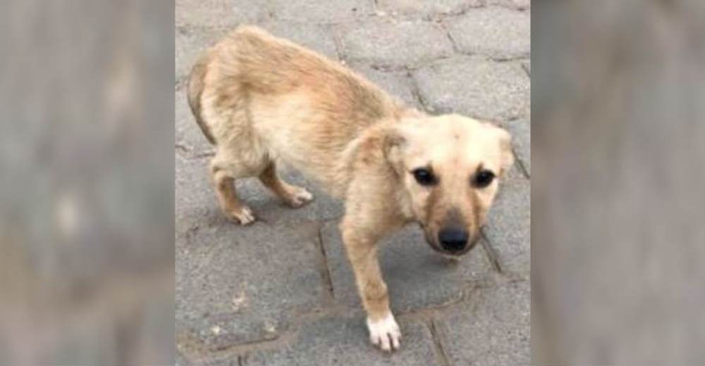 Esta perrita corre a saludar a un viajero y él a su regreso no descansa hasta encontarla