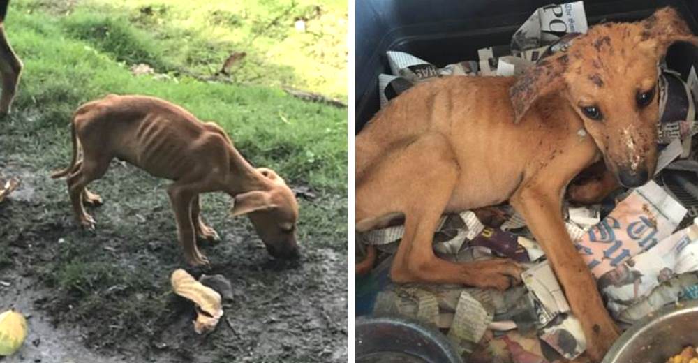 Se enamora de un pobre cachorro vagabundo deforme y desnutrido y cambia su destino para siempre