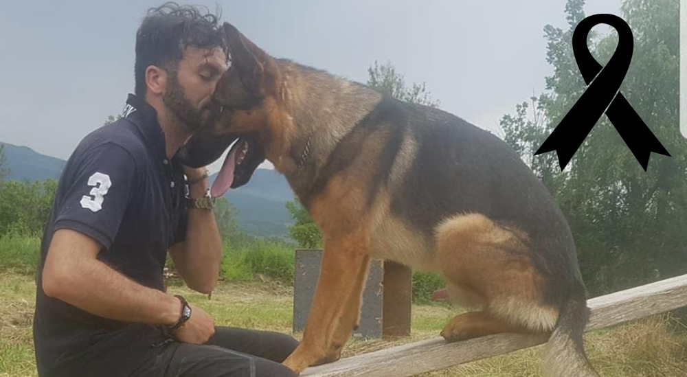 Kaos, el perro héroe de Italia, fue envenenado inexplicablemente y la población pide justicia