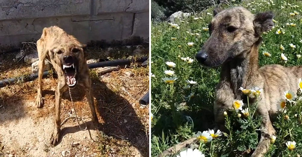 Una perrita a punto de morir de hambre es rescatada por un noble amante de los animales