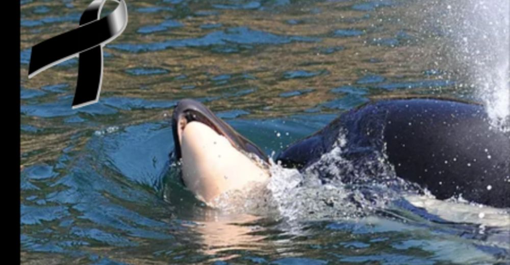 Una mamá orca se niega a separarse de su bebé muerto y lo mantiene a flote durante días