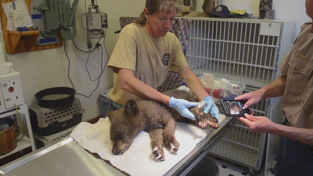 Smokey, la valiente osita huérfana que logra sobrevivir a un enorme incendio en Colorado