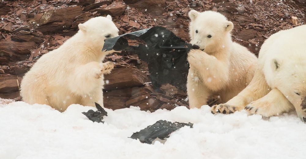 Las desgarradoras imágenes que muestran lo único con lo que pueden jugar los osos polares