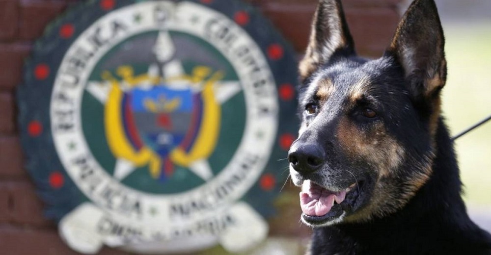 Narcotraficantes ofrecen enorme recompensa por la cabeza de una astuta perrita antinarcóticos