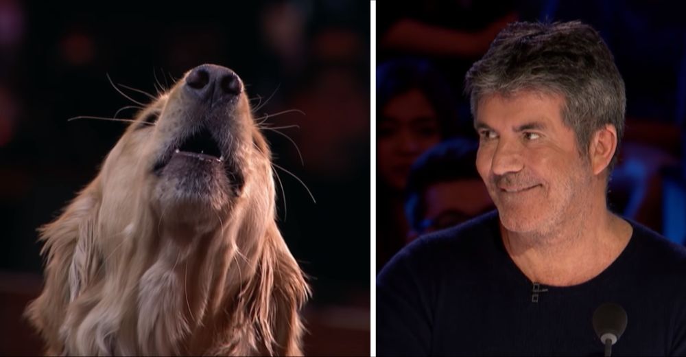 Un adorable Golden cautiva a todo un país y podría ser el ganador de America’s Got Talent