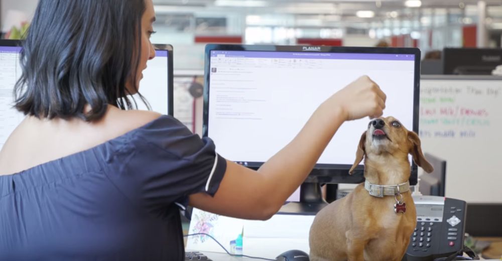 La primera empresa con 6.000 perros confiesa que los cambios han sido increíbles