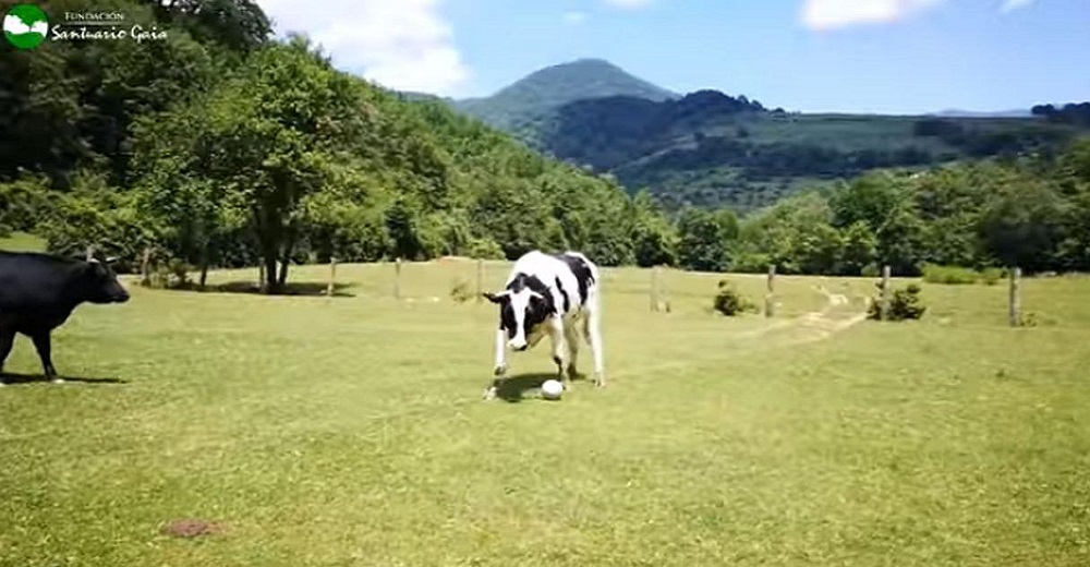 Un equipo de fútbol de vacas y toros sorprende a toda España con su espectacular destreza