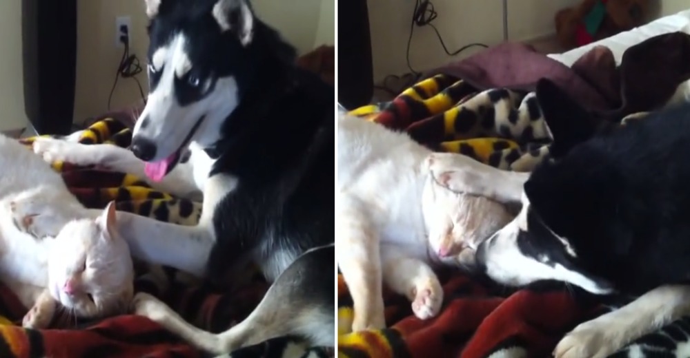 Un husky no permite que su hermano gatuno duerma la siesta en paz