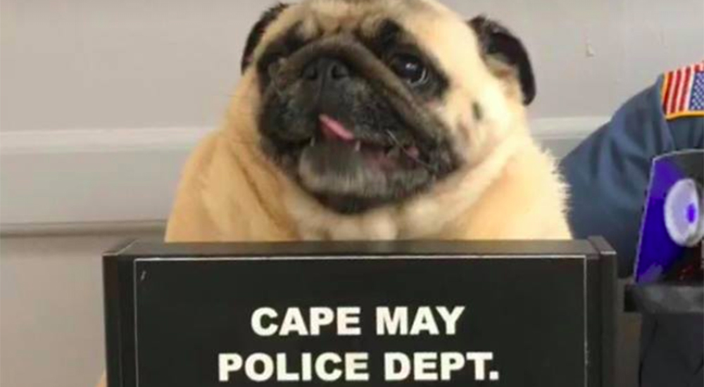 Un pug va a prisión por huír de casa y sus fotos tras las rejas se vuelven virales