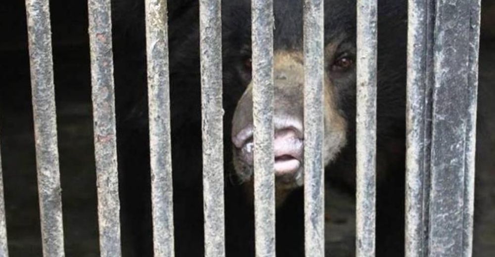 Rescatan a Rangila, el oso bailarín que se encontraba en un horrible zoológico en Nepal