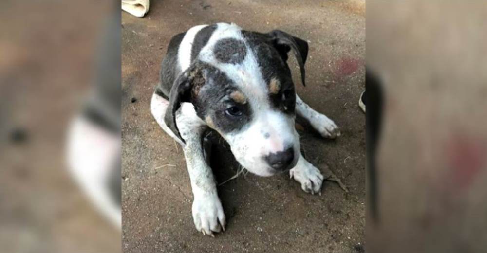 Un pequeño perrito es rescatado de las calles con lamentables heridas por constantes abusos