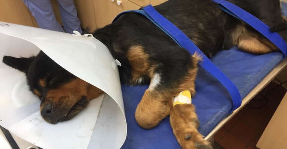 Encuentran a una cachorra de 6 meses inmóvil después de haber sido abandonada en un basurero