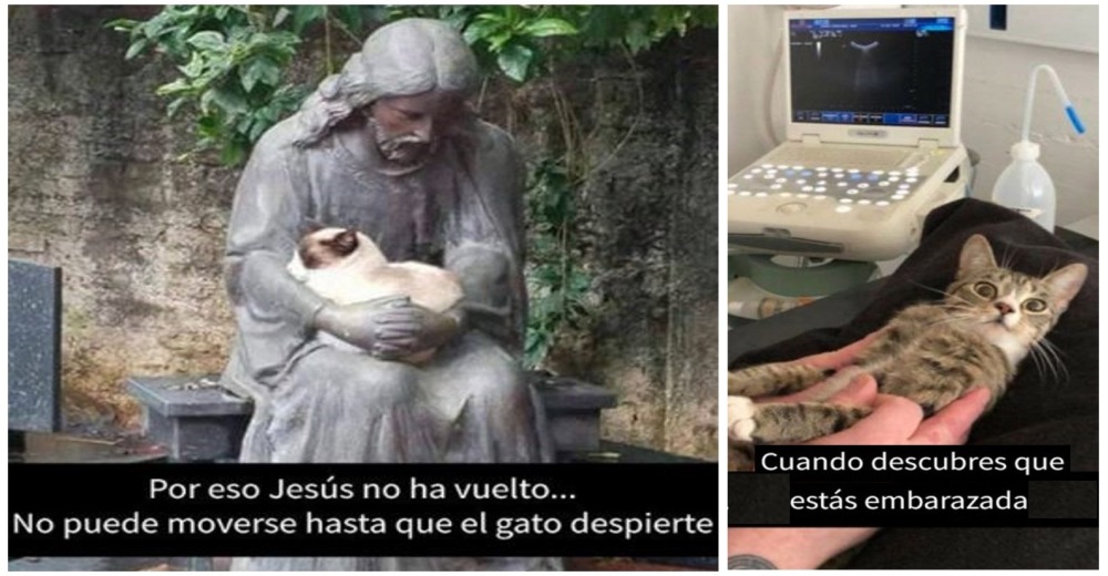 Así fueron sorprendidos estos 10 gatos y las redes no pueden parar de reír