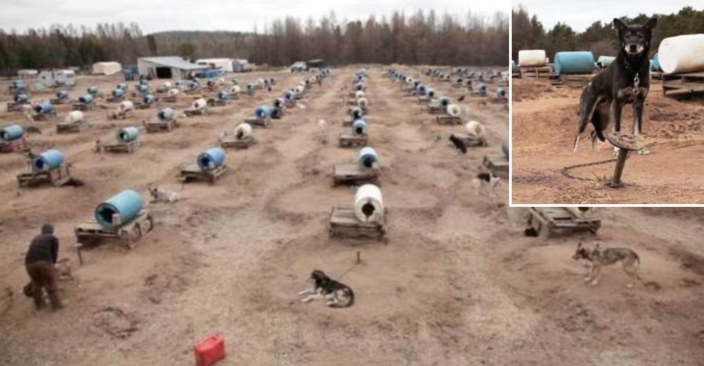 Las altas temperaturas del verano condenan a estos perritos de trineo encadenados en un criadero