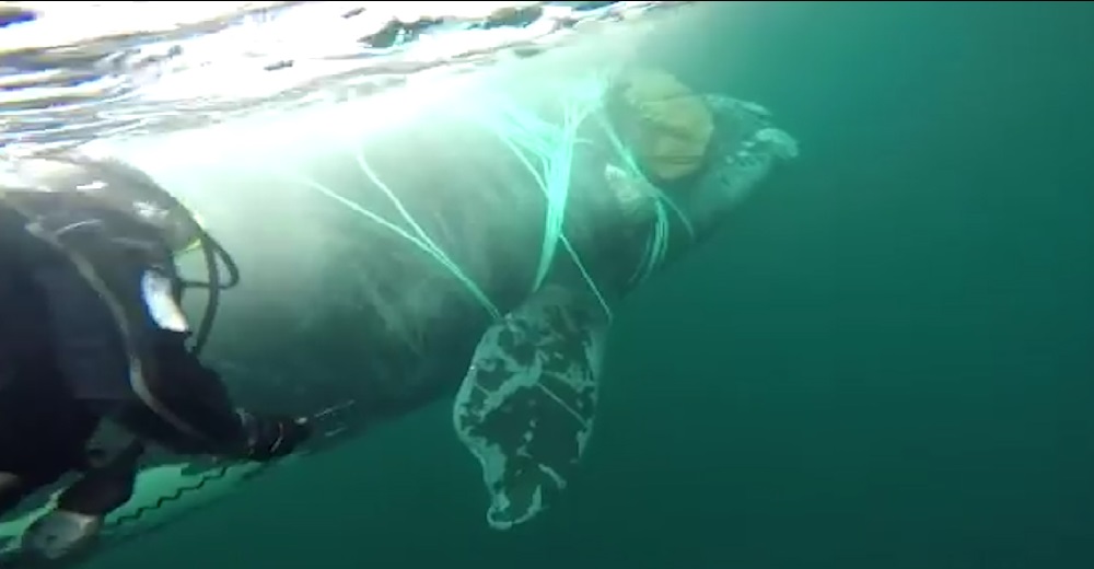 Unos buzos lo arriesgan todo para liberar a una estresada ballena atrapada en una red de pesca