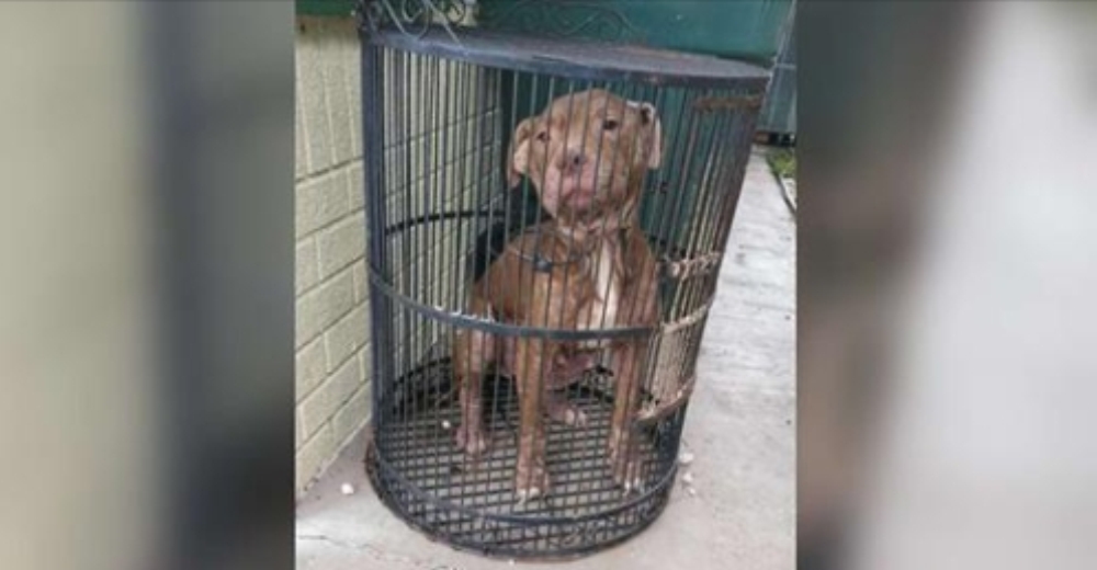 Una esquelética perrita pitbull es abandonanda en un refugio dentro de una jaula para pájaros